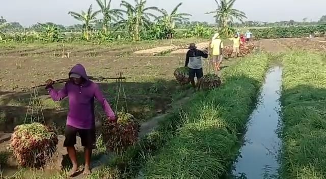 600 Hektar Tanaman Bawang di Brebes Terendam Banjir, Petani Rugi Ratusan Miliar 