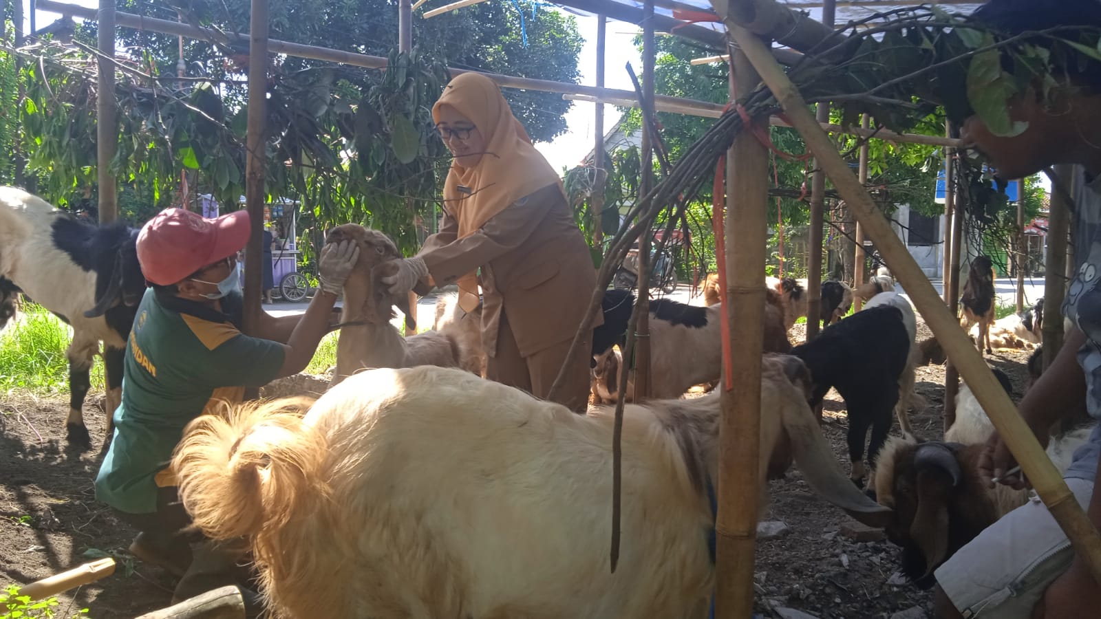Jelang Iduladha 2026, Dispaperta Batang Sisir Lapak Hewan Kurban Pinggir Jalan