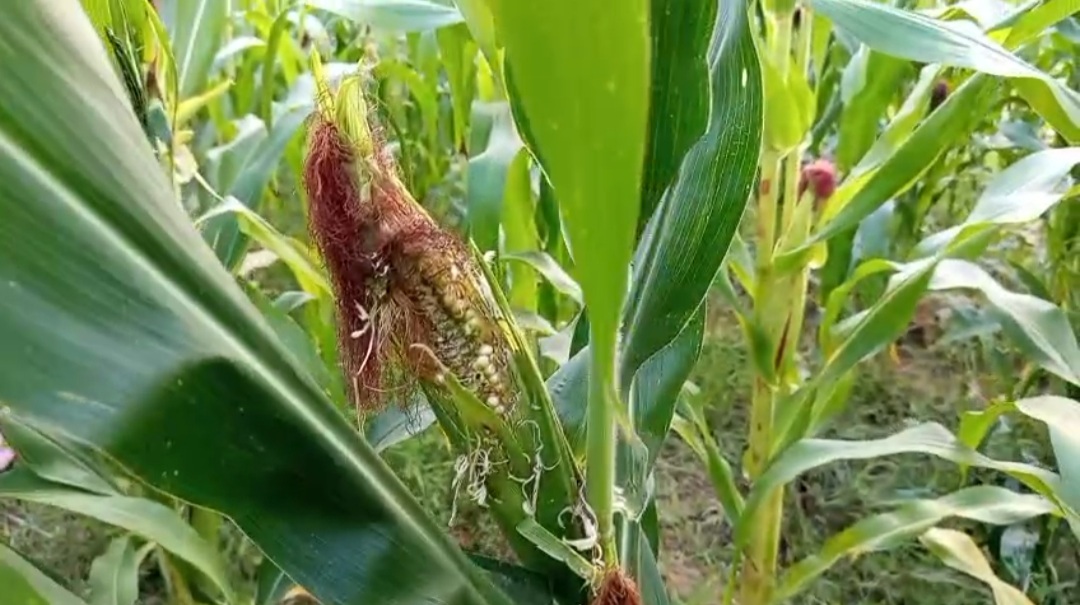 Ancaman Gagal Panen, Jagung 2 Hektar di Rembang Diserang Hama Tikus