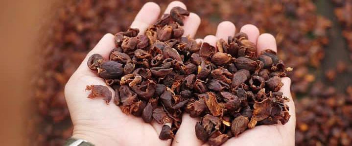 Ini Dia 6 Keunggulan Buah Cascara untuk Kesehatan, No 1 Mampu Menurunkan Diabetes