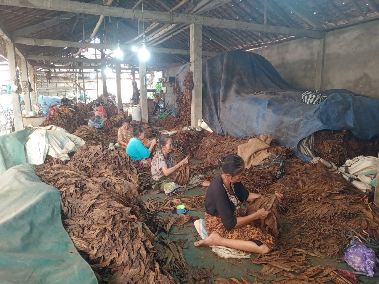 Harga Tembakau di Blora dan Rembang Turun Drastis, Petani Ungkap Penyebabnya