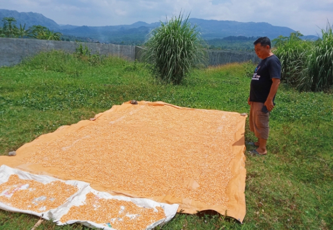 Harga Jagung di Kabupaten Pemalang Anjlok