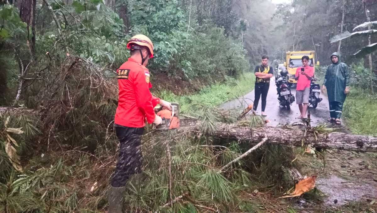 Pohon Tumbang Tutup Total Jalan Kabupaten di Kaliwiro, Lalu Lintas Sempat Lumpuh