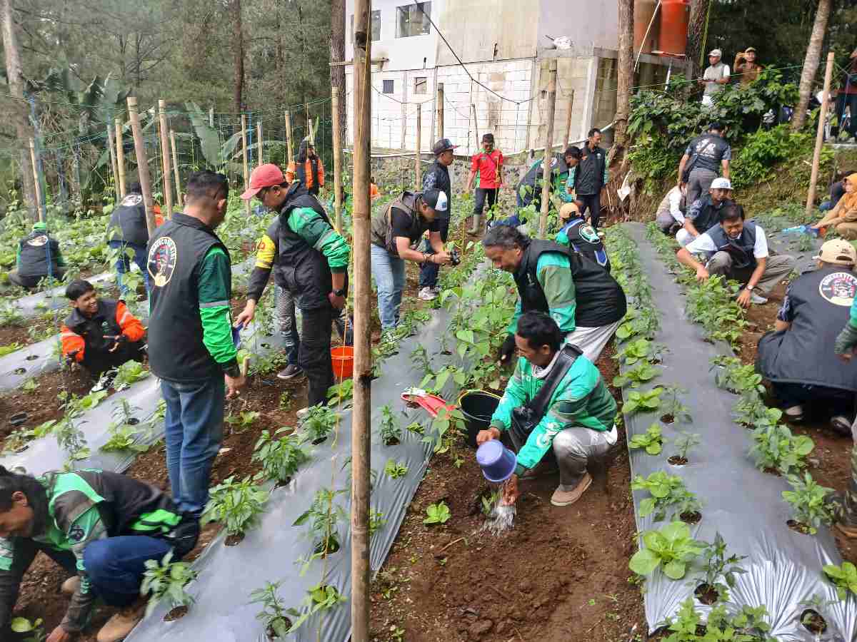 Cegah Longsor, Jatubu dan Ratusan Ojol Tanam 10 Ribu Bibit Kopi di Telaga Menjer Wonosobo