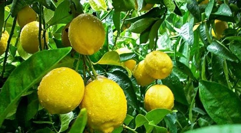 Beginilah Panduan Lengkap Menanam Buah Lemon