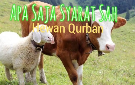 Apa Saja Syarat Qurban? Umat Muslim Wajib Tahu..