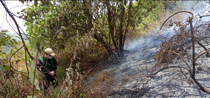 Kebakaran Hutan di Gunung Slamet Kabupaten Tegal Belum Padam, Apa Sebabnya?