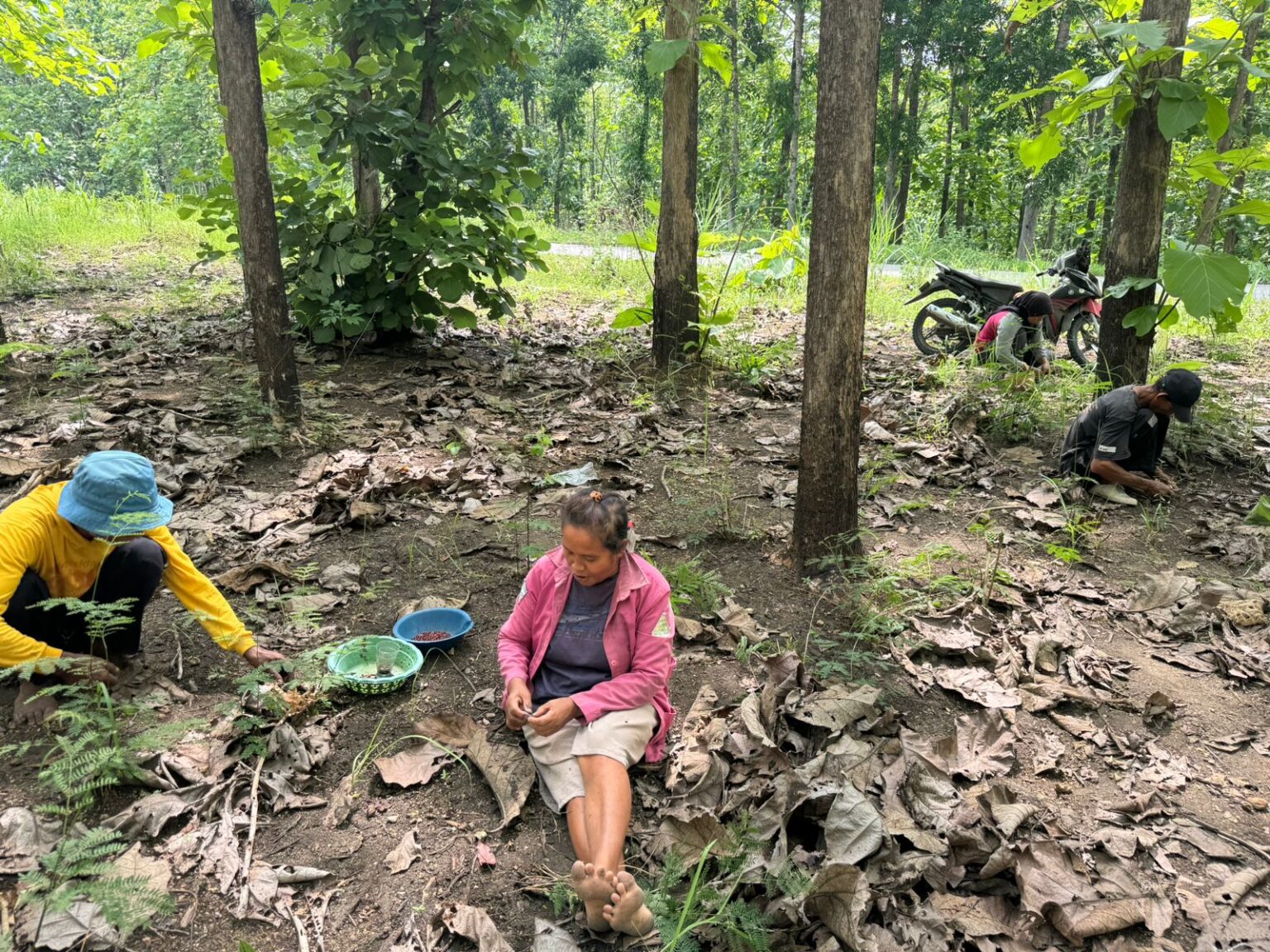 Daun Pohon Jati Mulai Bersemi, Warga Blora Berbondong ke Hutan Cari Ungker untuk Dimakan dan Dijual