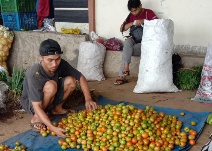 Harga Tomat di Kabupaten Pemalang Berangsur Turun
