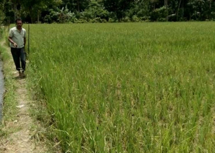 Sulit Air dan Padi Gabug, Puluhan Hektare Sawah di Bumiayu Brebes Puso