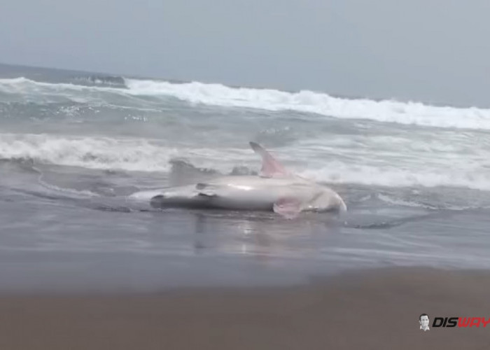 Hiu Paus Tutul Mati Terdampar di Pantai Kebumen, Panjangnya Capai 6 Meter
