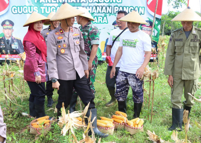 Wakapolres Jepara Panen Enam Ton Jagung, Tunjukan Komitmen Dukung Ketahanan Panga