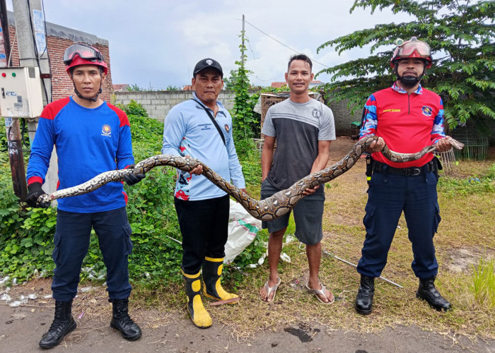 Ular Sanca Memangsa Ayam Jago Hebohkan Warga Klego Pekalongan