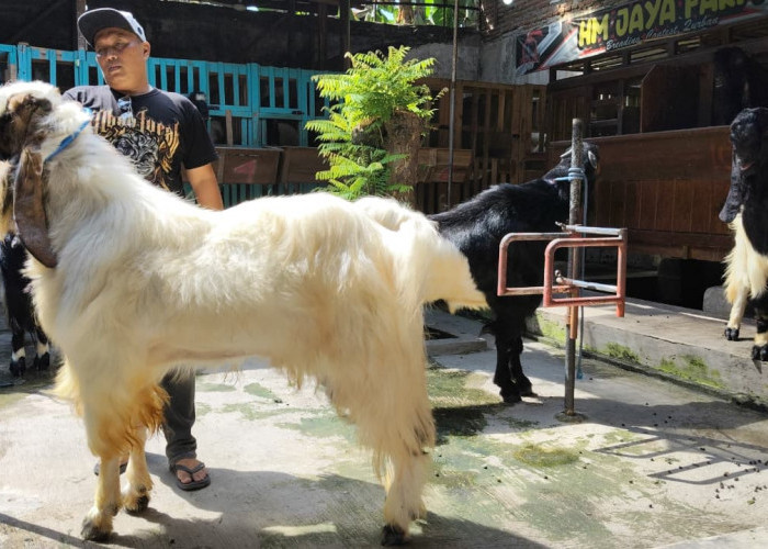 Kambing Sultan di Tegal Laris Diserbu, Tinggal Satu Ekor di Kandang
