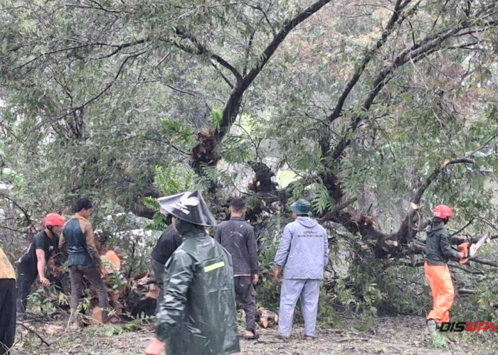 Hujan Deras dan Angin Kencang Terjang Kebumen, 6 Kejadian Longsor dan Pohon Tumbang Dilaporkan