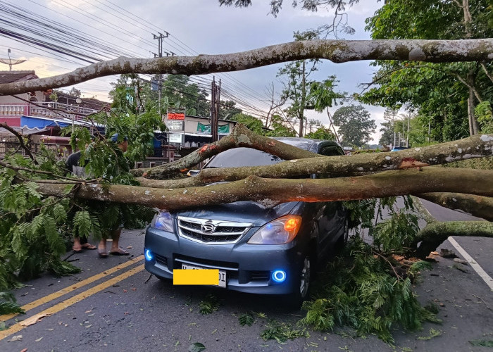 Pohon Tumbang Timpa Mobil di Tengaran, Jalur Semarang-Solo Sempat Terhenti Total