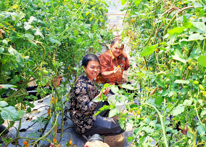 Harga Sayur Anjlok, Dispertanikap Kabupaten Semarang Genjot Sosialisasi Pertanian Organik