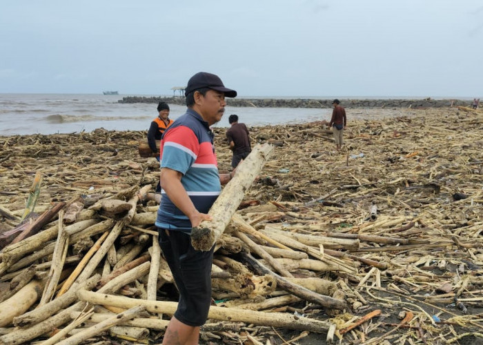 Warga di Pantai Larangan Panen Kayu Gelondongan, Jejak Banjir Bandang Guci Tegal