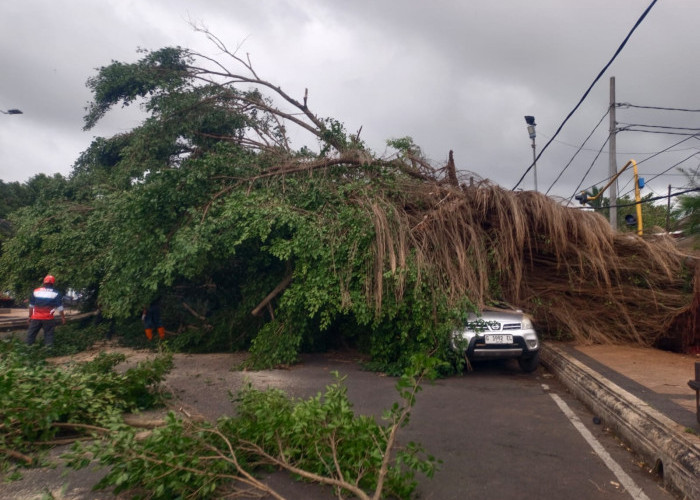 Pohon Beringin Depan Kantor Bupati Batang Tumbang, Satu Mobil Ringsek