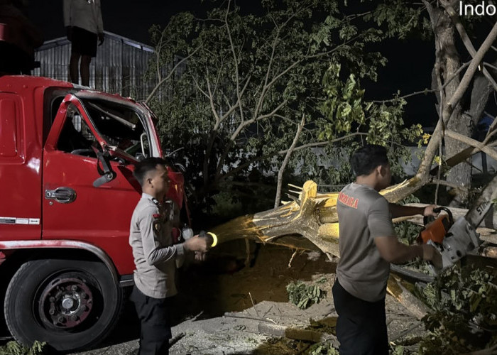 Tutup Jalan Pati-Juwana Dini Hari, Pohon Trembesi 1,2 Meter Dievakuasi Polisi