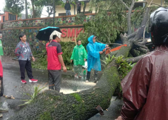 Pohon Tumbang Tutup Jalan Provinsi Wonosobo-Purworejo, Macet Hampir 1 Jam