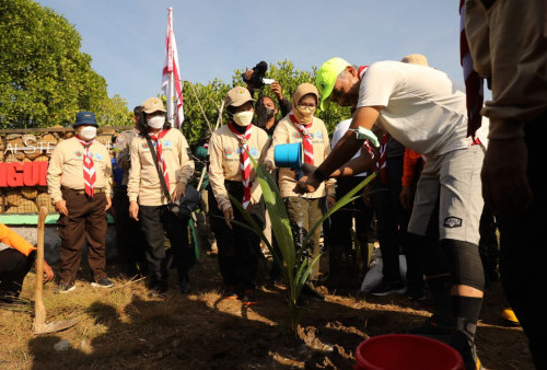 Bareng Pramuka, Ganjar Tanam 3.500 Bibit Mangrove di Semarang