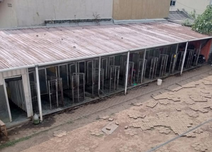 Puluhan Anjing Diduga Milik Wali Kota Salatiga Pindah, Bung Teddy dan Ketua RT Berang Sebut Mirip Jelangkung