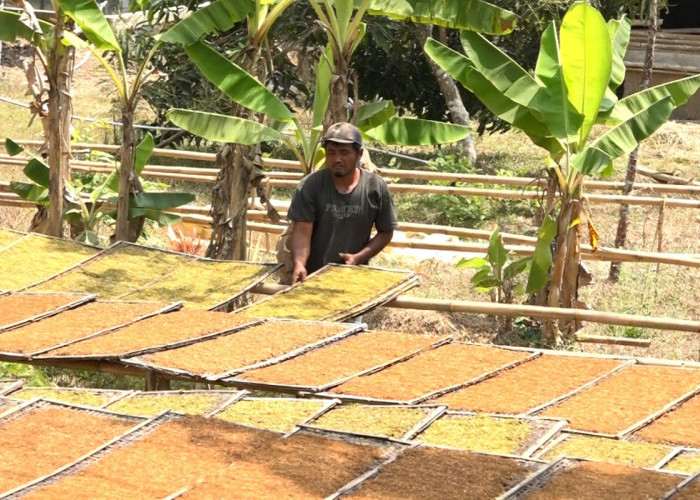 Panen Tembakau Bawa Kabar Manis bagi Petani Karanggayam, Harga Kering Tembus Rp150 Ribu