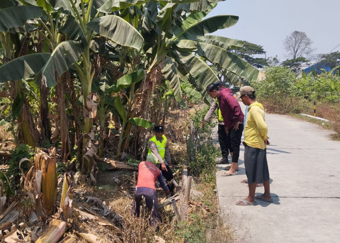 Warga Pasuruhan Kidul Kudus Dikejutkan Bayi di Kebun Pisang, Polsek Jati Lakukan Penyelidikan