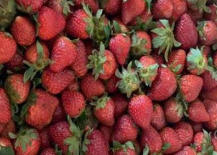 Buah Strawberry: Rasanya yang Enak dan Memiliki 7 Manfaat Bagi Kesehatan 