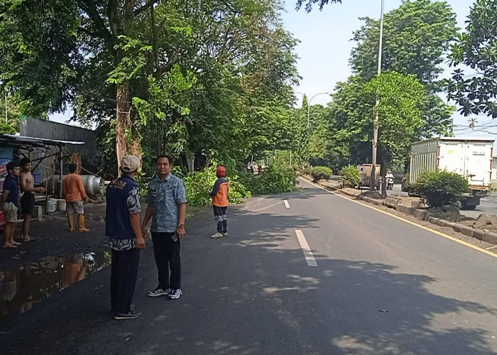 Rawan Tumbang, Kecamatan Batang Pangkas Pepohonan Rimbun di Jalur Pantura