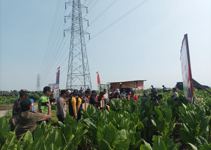 Tingkatkan Produksi Tembakau, Dinpertan Gelar FFD Demplot 