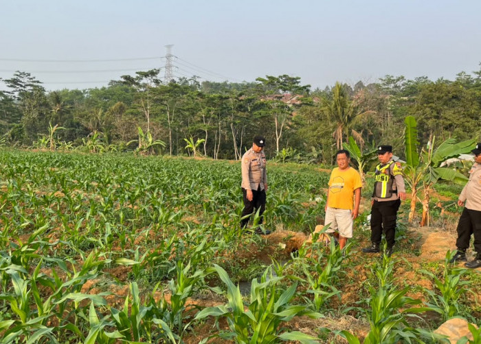 Jelang Panen, Polsek Subah Cek Lahan Jagung 3,5 Hektare di Kalimanggis