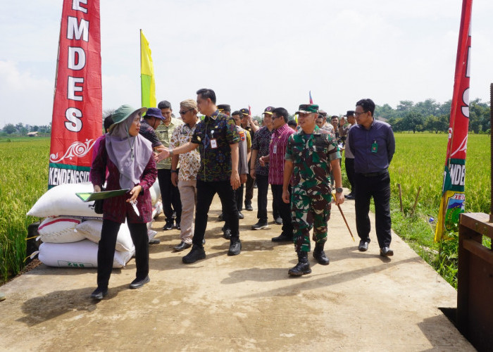 Bulog Pati Serap Gabah Petani Jepara Harga Layak