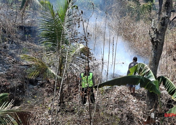 Dua Kebakaran Landa Kebumen dalam Sehari, 5,7 Hektare Lahan Hangus Dilahap Api 