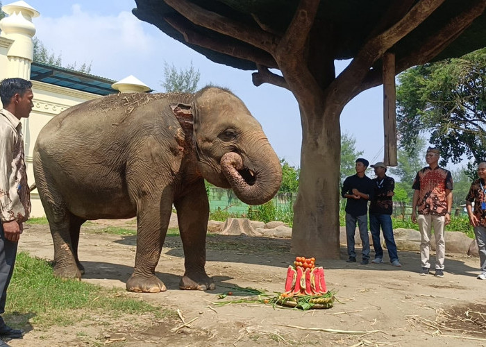 Cerita Kartini, Gajah 36 Tahun di Beach Safari Jateng Sigandu Dihadiahi Tumpeng Buah