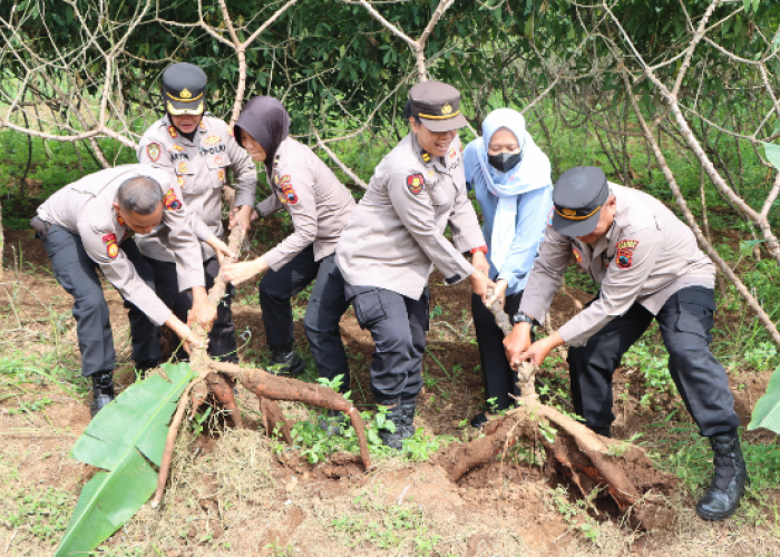 Kapolres Salatiga Panen Raya 120 Kg Singkong Gatotkaca