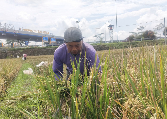 Diserang Hama Tikus, Petani Tingkir Tengah Gagal Panen Lagi 