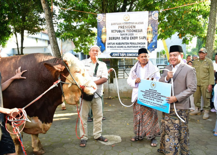 Sapi Kurban Presiden Prabowo untuk Pekalongan Capai 1,1 Ton, Sukirman Ajak Warga Perkuat Solidaritas