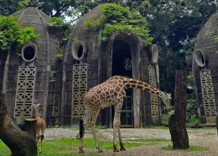 Rekomendasi 6 Kebun Binatang Terbaik di Indonesia, Bertamasya Sekaligus Menimba Ilmu Pengetahuan