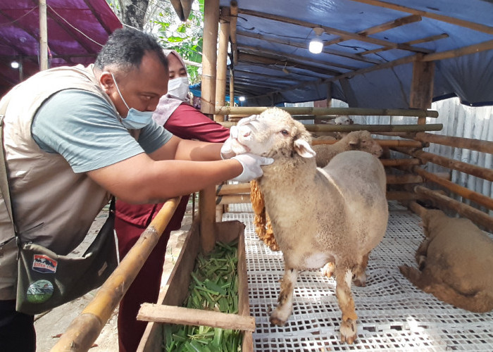 Penjualan Domba Kurban di Semarang Melejit Jelang Idul Adha 2026, Jenis Moreno Paling Diburu