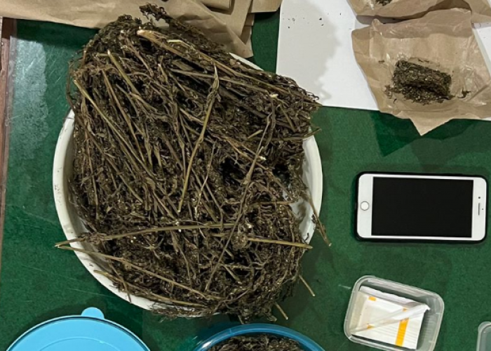Reserse Narkoba Polres Salatiga Bekuk Kurir dan Pemasok Ganja Kering- Tembakau Gorilla Lintas Kota