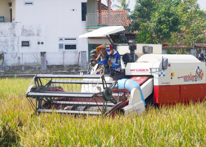 Panen Raya Bumirejo Catat Produktivitas 7,5 Ton per Hektare, Bupati Kebumen Dorong Pertanian Modern