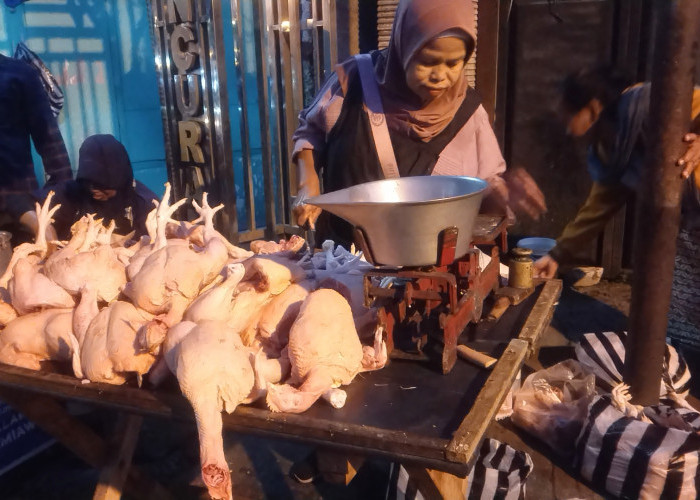 Harga Ayam Potong Merosot Tajam, Pedagang Sebut Imbas Program MBG Libur