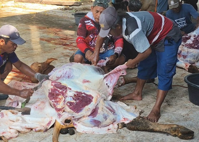 Kurban di Islamic Center Semarang Meningkat, 4 Sapi dan 16 Kambing Disembelih Selama Dua Hari