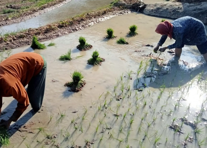 Kawasan Pesisir Sluke Rembang Tetap Produktif Tanam Padi Saat Kemarau