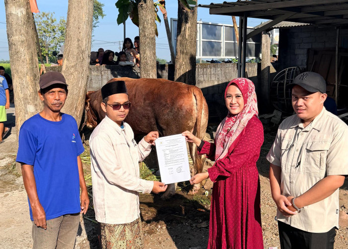 Madin Tasywiquth Thullab Sragen Terima Sapi Seberat 1 Ton Dari Presiden Prabowo