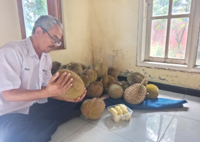 Panen Durian di Kecamatan Warungpring Kabupaten Pemalang Turun Akibat Faktor Cuaca