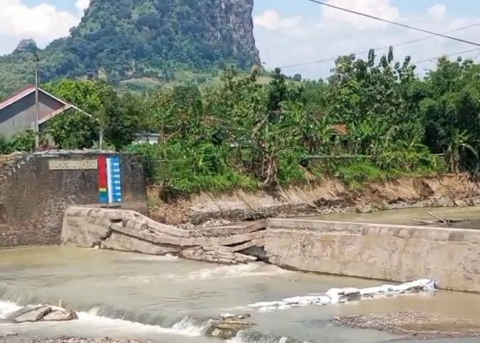 Bendung Cipero Jebol, Ribuan Hektare Sawah di Pantura Tegal di Ujung Tanduk
