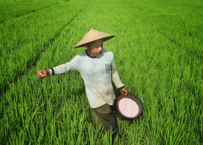 Tebus Pupuk Subsidi Kian Mudah dan Murah